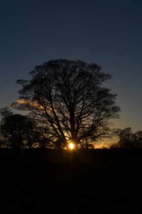 winter-solstice-tree-sun